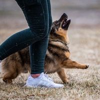 the dog after your heart dog