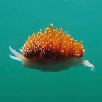 I would like to see the baby