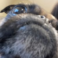 booternoot