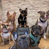 frog_face_frenchies