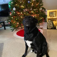 original sound - bentleydogthegreat