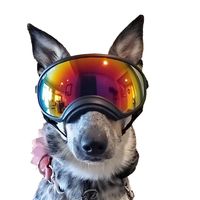 zella_our_heeler