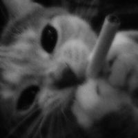 smells like teen spirit