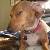 original sound - sussideeyedogcringe