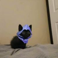 birdfebreze