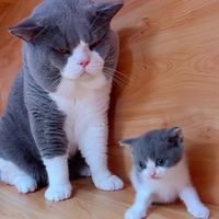 catskittens66