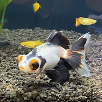 riverandreefaquatics