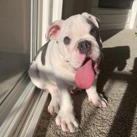 crib.full.of.bulldogs