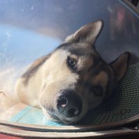 balto.recovery
