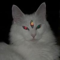 carbon_.based._lifeform