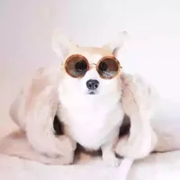 original sound - starscutepet