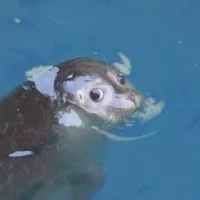 original sound - kaleboat