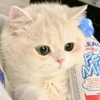 オリジナル楽曲