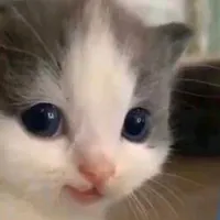 original sound - gatorapidoxd