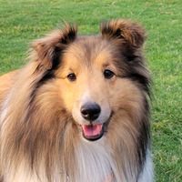 sheltie_chloe