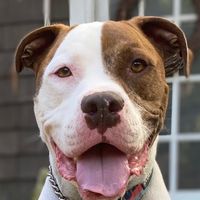 huckleberrybarkuterie