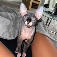 _lunathesphynx