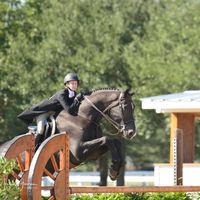 equine_vivi