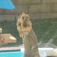 jakesquirrels