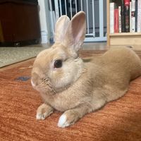 worldstarhophopbunny