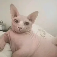 original sound - binger0001