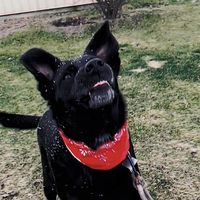 precious.theblacklab