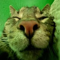 Cartoon cat official song