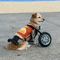 happytailsvets