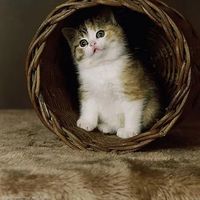 funny111cat