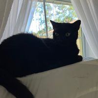 lolancats
