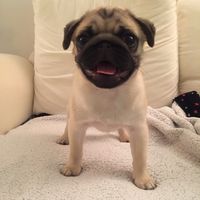 oliverwilliepugs