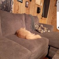tylittlepets