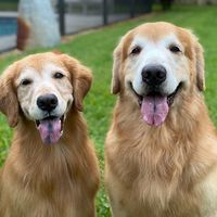 rowdyretrievers