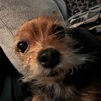 beetlebum2012remaster