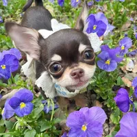 original sound - hellodoggy_chihuahua