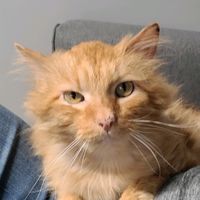 catarinamackie