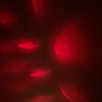 turtleilovedrpepper2005