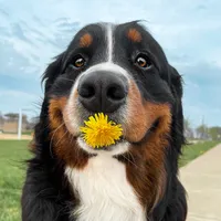 original sound - thebernerbunch