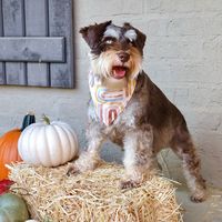 hanseltheminischnauzer
