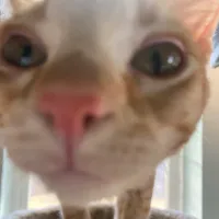 the song is she by dodie