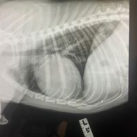 drinkcoffeesaveanimals