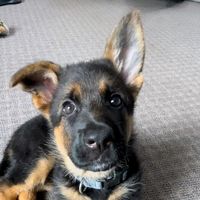 mischa_gsd