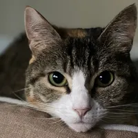 original sound - rayneplus3