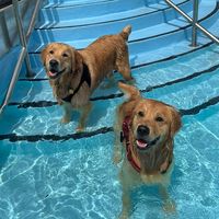 ourgoldenbros