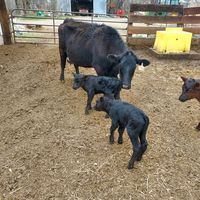 l.a.m.b_angus_farmer