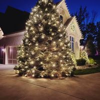christmaslightcontractor
