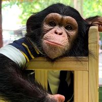 gorilla_goode