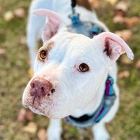 pittiehaven