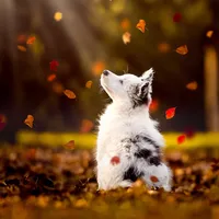 original sound - lamon.pluto