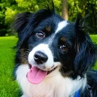 sherlock_the.mini.aussie